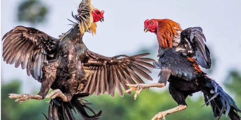 Đá gà 88 cập nhật các trận giao tranh đến từ thần kê hoàn toàn miễn phí