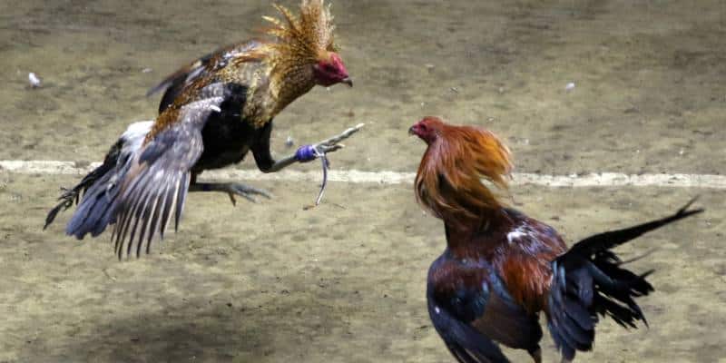 Loại hình đá gà Thomo siêu nổi tiếng trên thị trường